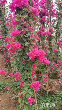 高度180厘米三角梅