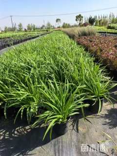高度20厘米萱草