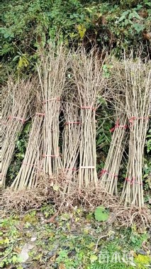 高度100厘米银杏小苗