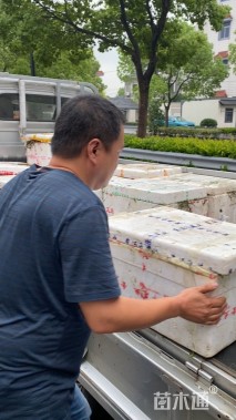 高度40厘米苦草