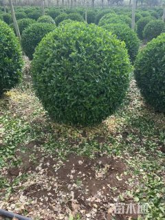 冠幅150厘米1.5大叶冬青球