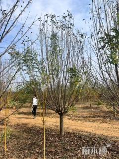 18公分绚丽海棠