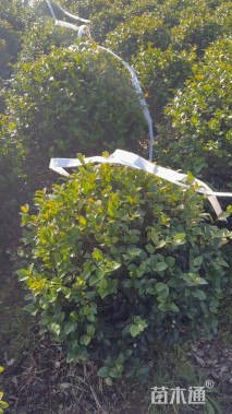 冠幅80厘米茶梅球