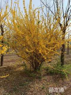 高度100厘米连翘