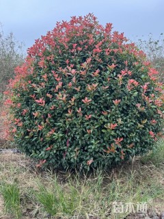 冠幅200厘米红叶石楠球