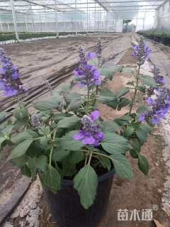 高度40厘米鼠尾草