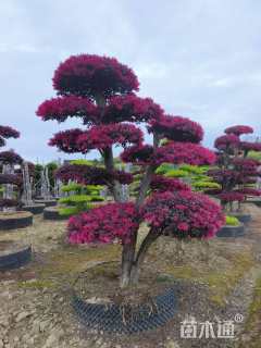 高度250厘米红花继木