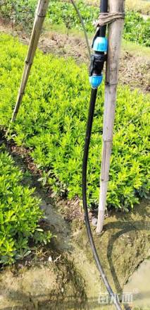 高度40厘米毛鹃小苗