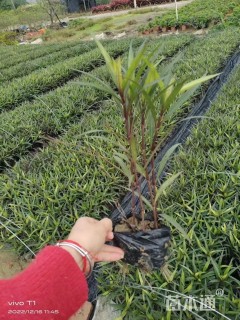 高度20厘米翠芦莉