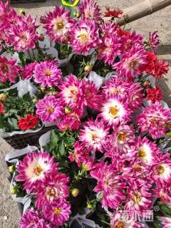 高度30厘米小丽花