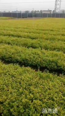 高度30厘米金森女贞