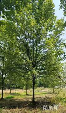 18公分美国红枫