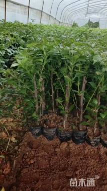 高度45厘米三角梅