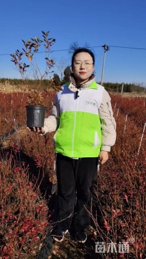 高度30厘米蓝莓