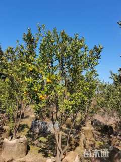 高度160厘米金桔