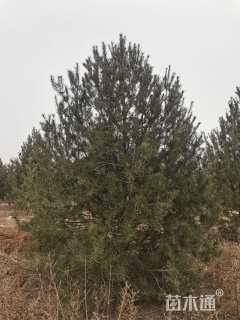 高度450厘米白皮松