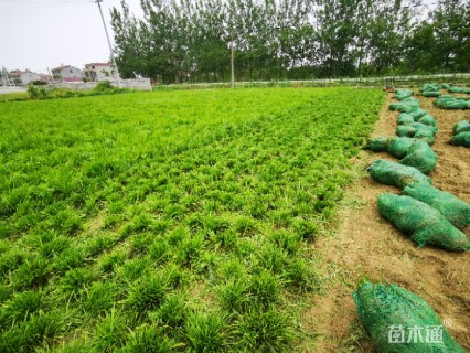 高度15厘米中叶麦冬