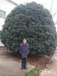 25公分桂花