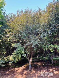 15公分草莓果冻海棠