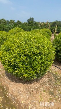 高度150厘米瓜子黄杨