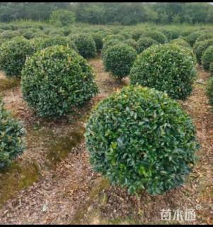 冠幅100厘米茶梅球