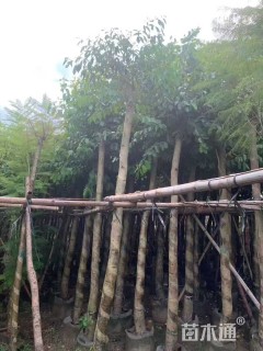 11公分海南蒲桃