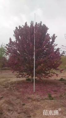 18公分绚丽海棠