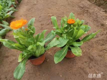 高度10厘米金盏菊