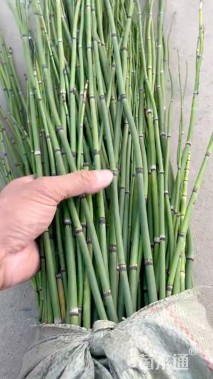 高度100厘米木贼