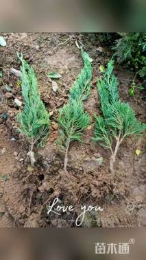 高度40厘米小龙柏