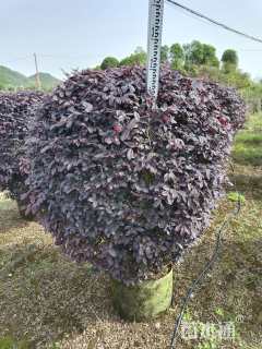 冠幅100厘米红花继木球