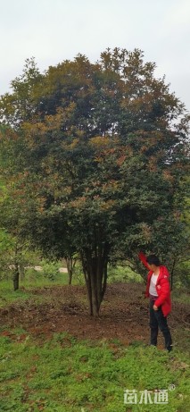 高度5.5厘米丛生桂花