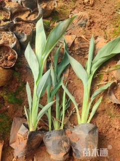 高度25厘米美人蕉