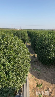 冠幅200厘米胶东卫矛球