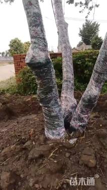 高度480厘米黄杨