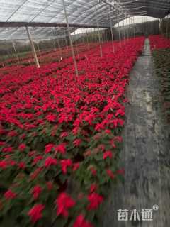 高度40厘米一品红