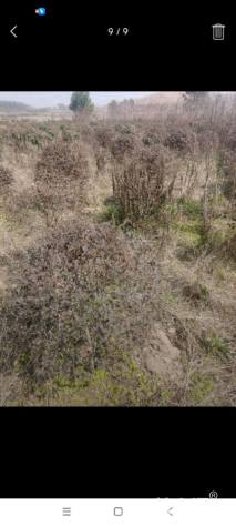 冠幅1厘米红花继木球