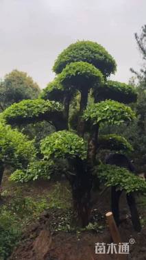 11公分红果冬青