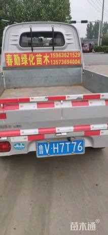 高度15厘米水生鸢尾