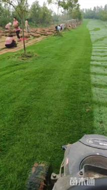 草毯状百慕大草