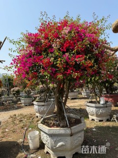 高度300厘米三角梅