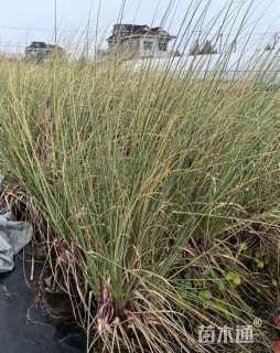 高度100厘米花叶蒲苇