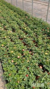 高度25厘米欧洲月季