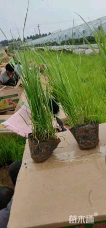 高度30厘米狼尾草