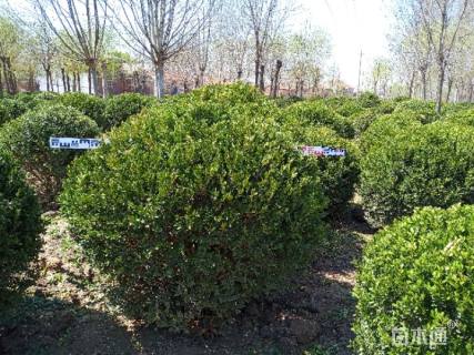 冠幅150厘米小叶黄杨球