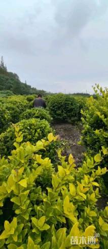 冠幅100厘米金森女贞球