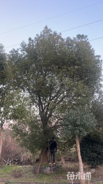 高度120厘米金边黄杨