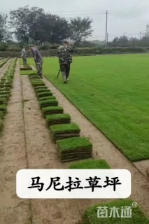 草卷状马尼拉草