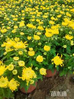 高度30厘米野菊