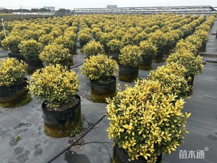 高度50厘米黄金枸骨